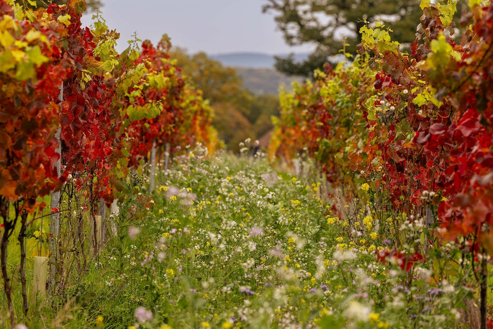 Sleeping Vines and Busy Barrels
