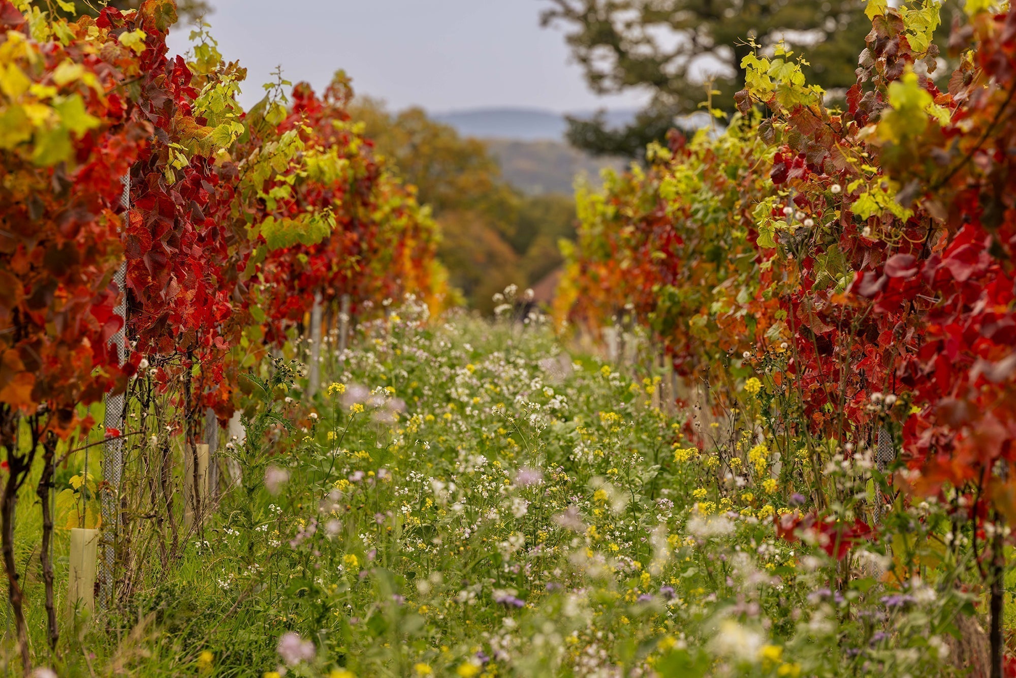 Sleeping Vines and Busy Barrels