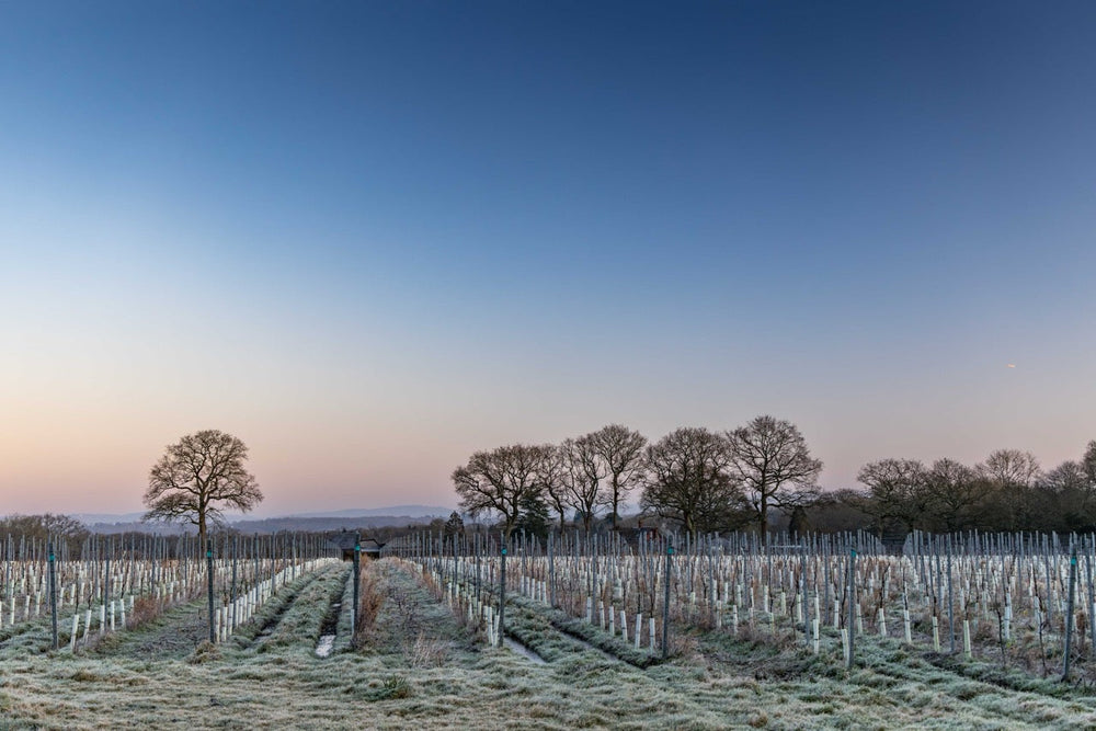 A Frosty Start at Wild Kite
